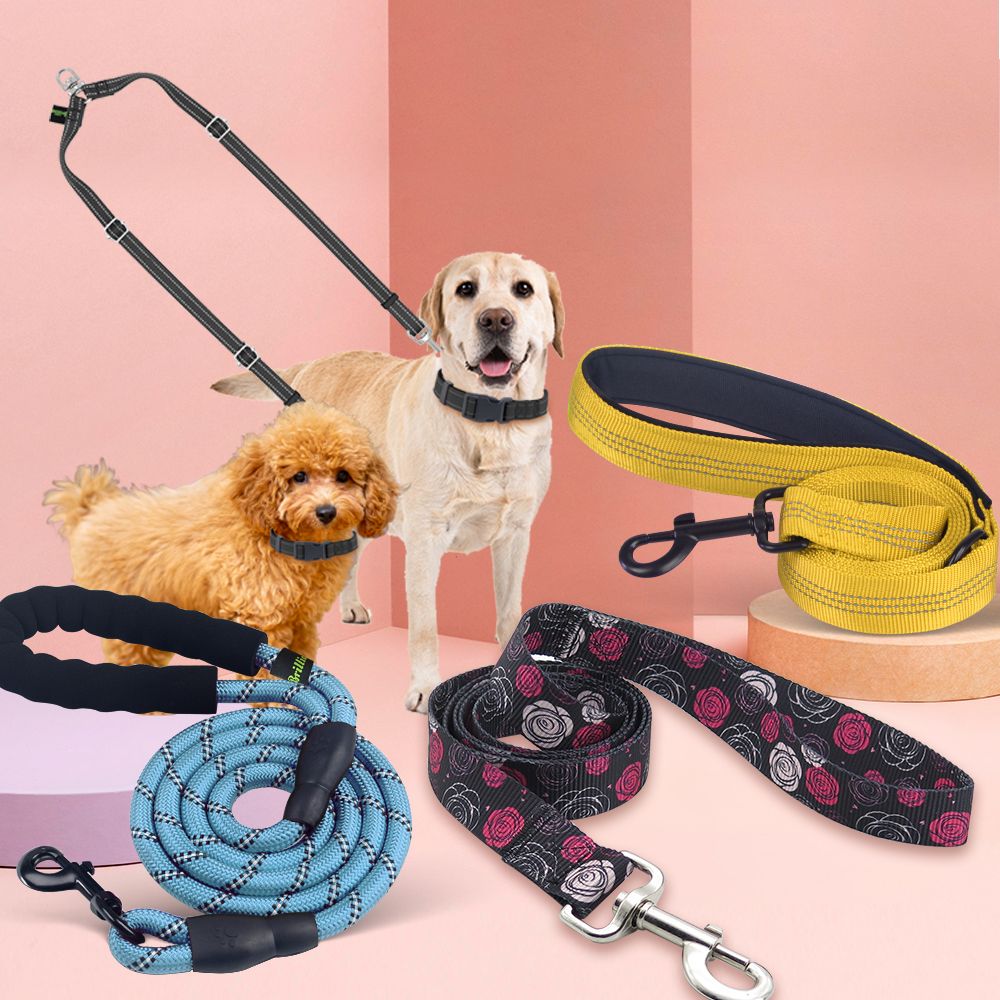 Laisse de chien en stock
