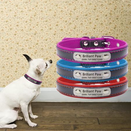 Collari per Cani Personalizzati con Targhetta.