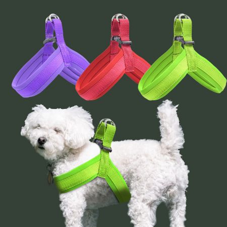 Factum Ad Ordinem Gradus In Canis Lorum.